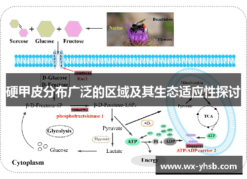 硬甲皮分布广泛的区域及其生态适应性探讨